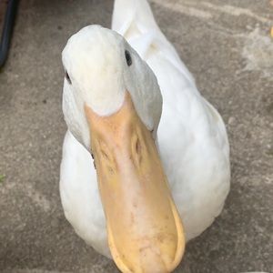 Meet your Posher, Bailey